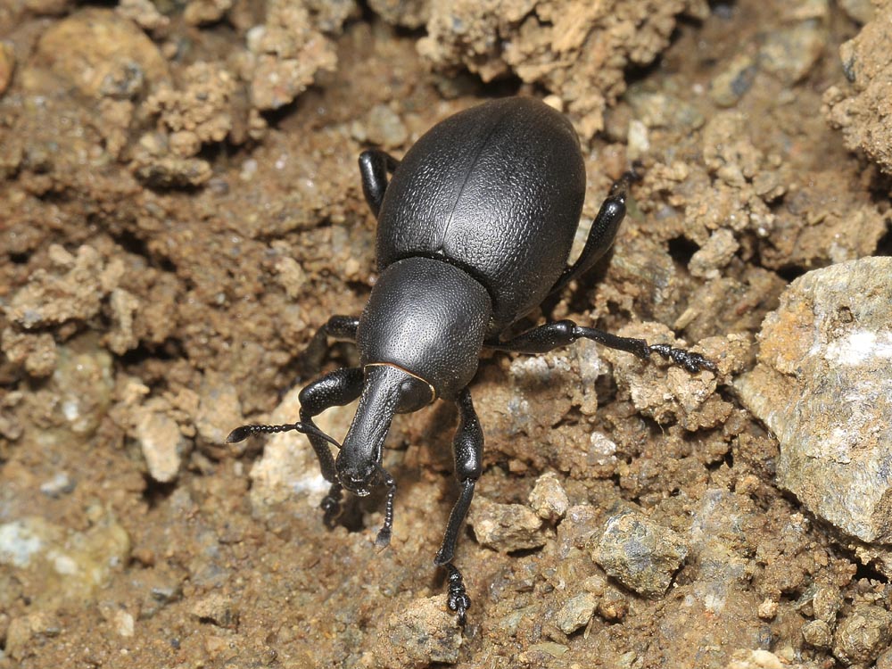 Liparus dirus